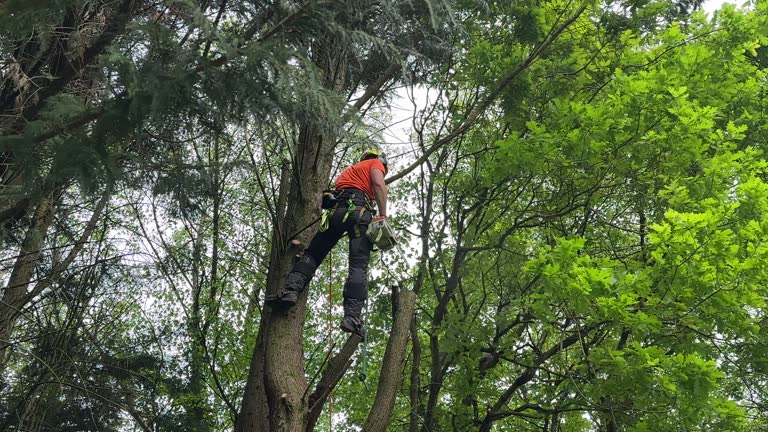 Best Hazardous Tree Removal  in Lakewood, CA